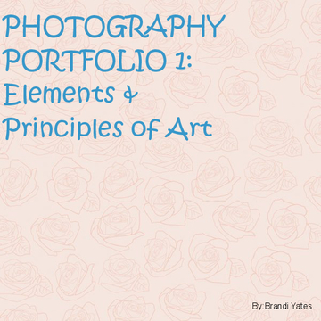 Photography Portfolio 1