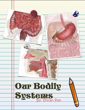 Our Bodily Systems