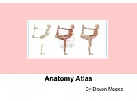 Anatomy Atlas Project