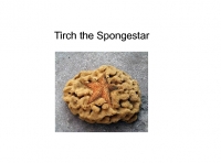 Tirch the Spongestar