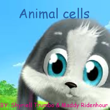 Animal Cells