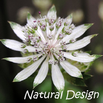 Natural Design