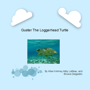 Guster The Loggerhead Turtle