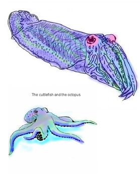 The cultish and the octopus