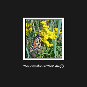 The Caterpillar and The Butterfly