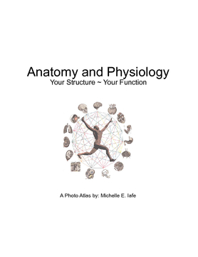 Anatomy and Physiology