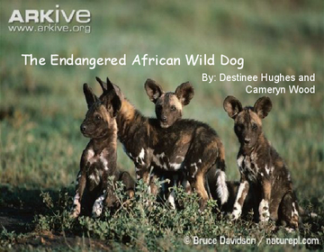 The Endangered African Wild Dog