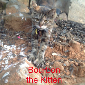 Bourbon the kitten