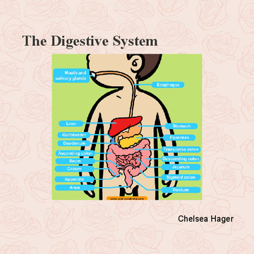 The Digestive System