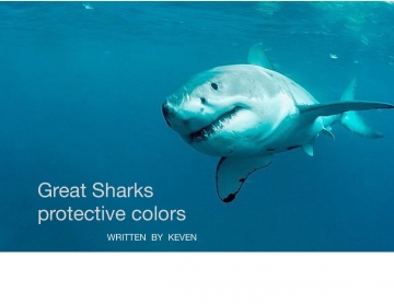 Great white Sharks protective coloration