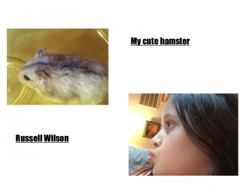 My cute hamster