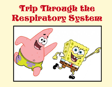 Trip Through the Respiratory System