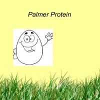 Palmer Protein