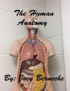 The Human Anatomy