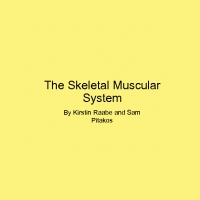 Muscular Skeleton