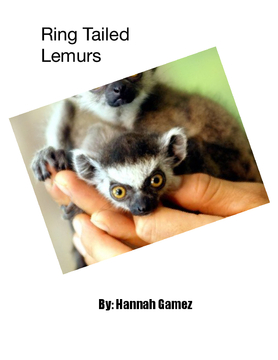 Ring Tailed Lemurs