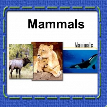 Classifying Plants & Animals