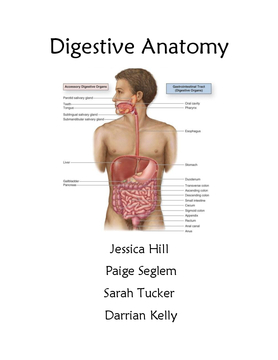 Digestive Anatomy