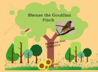 Shenae the Gouldian Finch