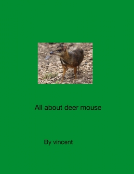 Deer mouse