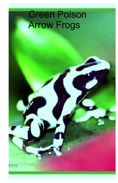 Green Poison Arrow Frogs