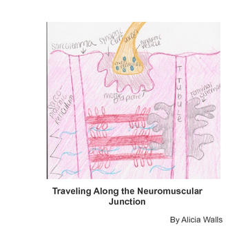 Traveling Along the Neuromuscular Junction