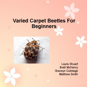 Carpet Beetles For Beginners