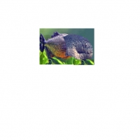 *