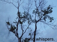 Mind Whispers
