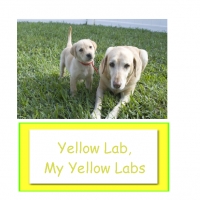 Yellow Lab, Yellow Lab