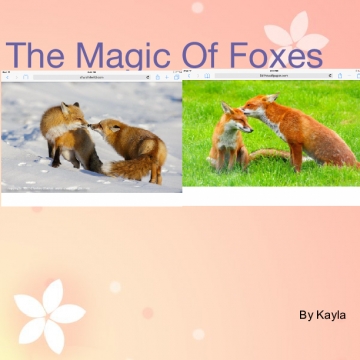 The Magic Of Foxes