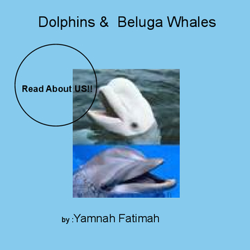 Dolphins & Beluga Whales