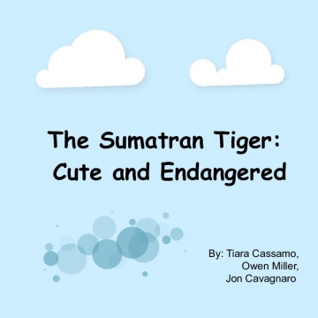 The Sumatran Tiger: Cute and Slowly Dying