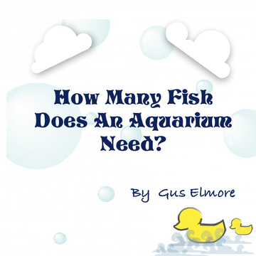 How Many Fish Does An Aquarium Need?