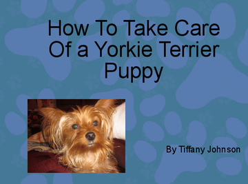 How To Take Care Of A Yorkie Terrier Puppy