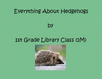 Everything About Hedgehogs