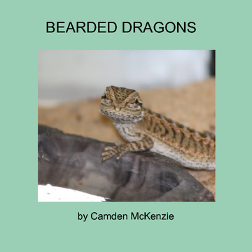 Bearded Dragons