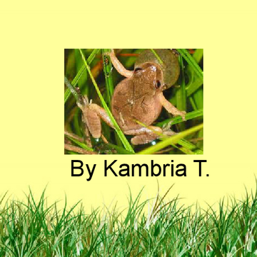 Kambria T.