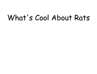 What's Cool About Rats