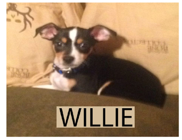 The Life Of Willie