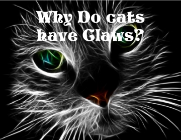 Why do cats have claws?