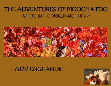 The Adventures of Mooch & Foo