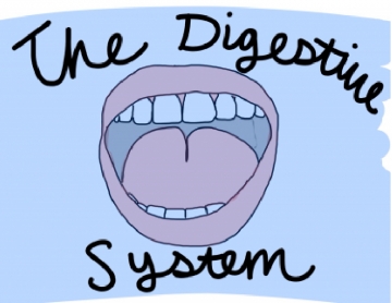 Inside the Digestive System