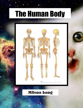 Human Body System