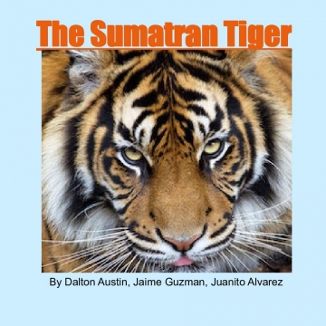 The Sumatran Tiger