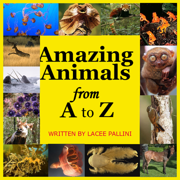 Amazing Animals From A to Z