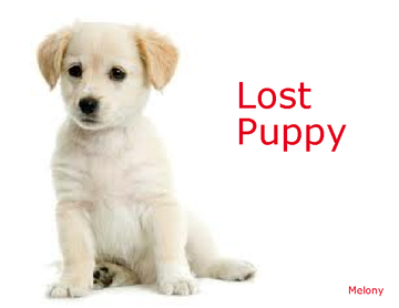 Lost Puppy