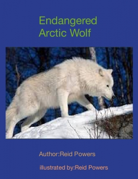 Endangered Arctic Wolf