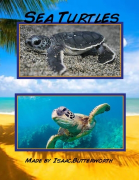 Sea Turtles