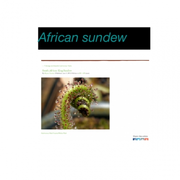 African sundew
